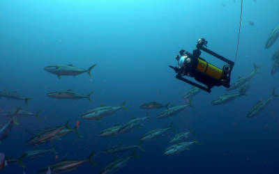 Boxfish Research apresenta seu último avanço  tecnológico na produção de filmes subaquáticos