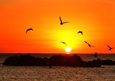 Beatriz Barata Sunrise Birds