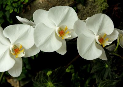 Beatriz Barata White Orchid