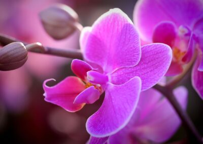 Orchid Beatriz Barata